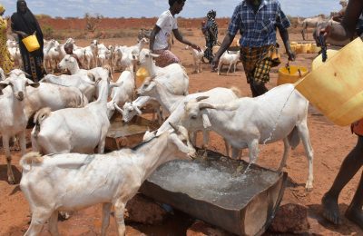 Food Security & livelihood